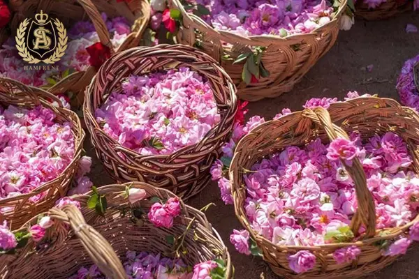 بهترین زمان سفر به کاشان 4 بهار کاشان ، جشن طبیعت و گلابگیری :