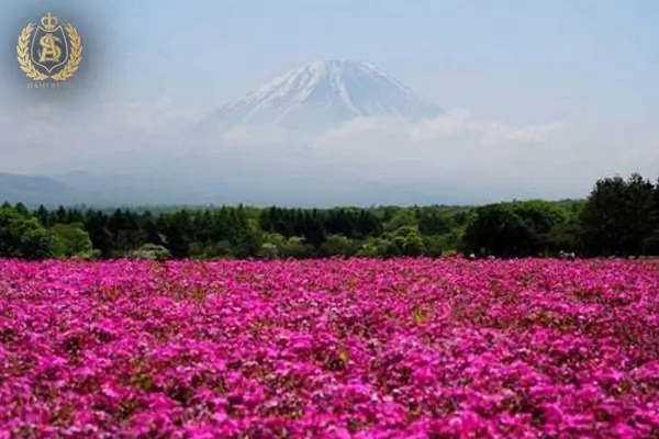 بهترین زمان سفر به کاشان 1 کاشان در کدام فصل؟ بهترین زمان برای سفر :