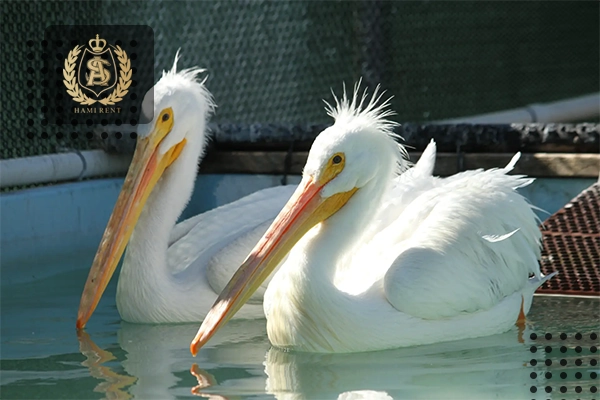 پلیکان سفید (White Pelican)